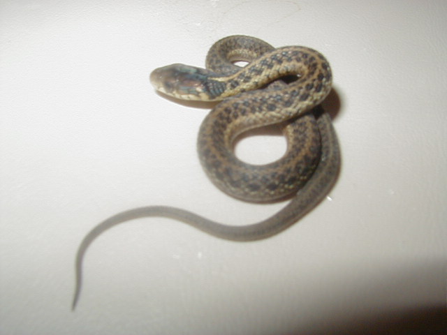 05 04 66% PH  silver eastern CB 08