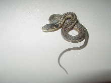 05 04 66% PH  silver eastern CB 08