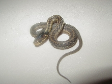 05 04 66% PH  silver eastern CB 08