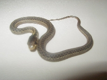 05 04 66% PH  silver eastern CB 08