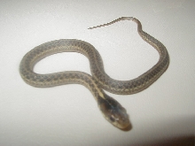 05 04 66% PH  silver eastern CB 08