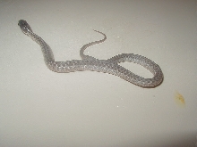 05 04 silver eastern CB 08
