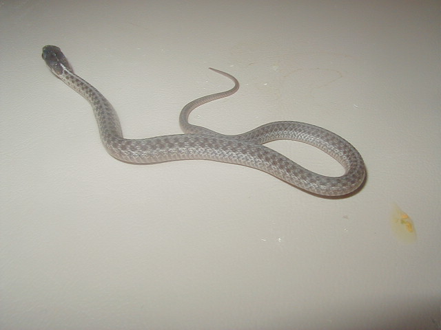 05 04 silver eastern CB 08