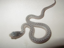 05 04  silver eastern CB 08
