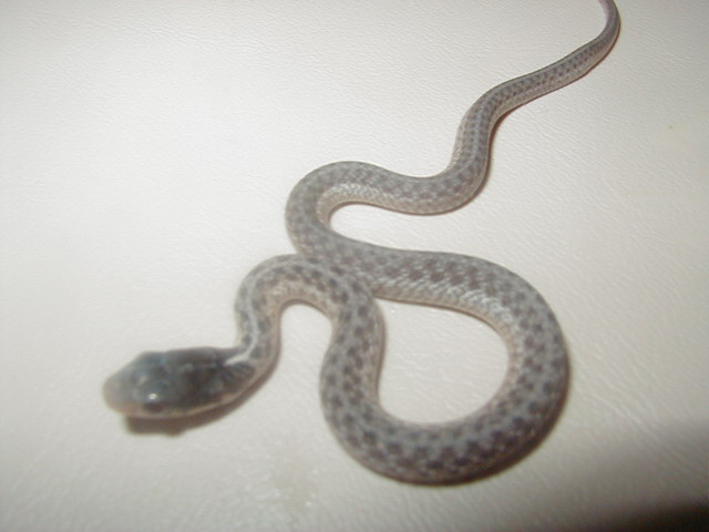 05 04  silver eastern CB 08