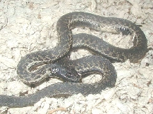 Chocolate wandering garter