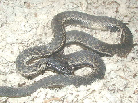 Chocolate wandering garter