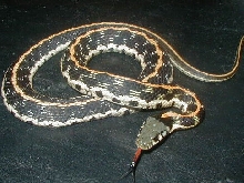 Eastern black necked garter