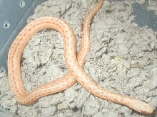 Albino eastern garter snake
