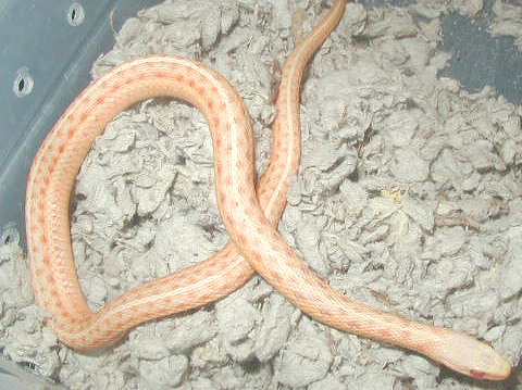 Albino eastern garter snake