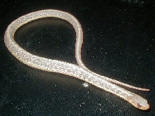 Albino eastern garter