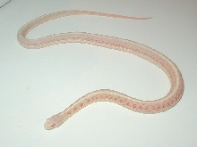 Albino red sided garter