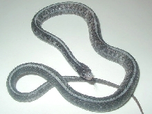 Piebald? anerythristic plains
