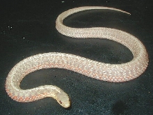 Albino eastern garter