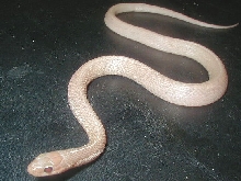 Snow eastern garter