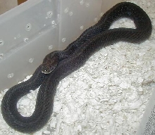 Anerythristic eastern garter