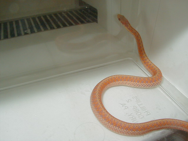 Eastern albino (erythristic) Carteret Cty dh x Myrtle Beach dh 2 male # 7 0