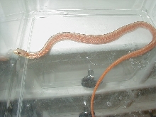 Eastern albino (erythristic) Carteret Cty dh x Myrtle Beach dh 3 male # 7 0