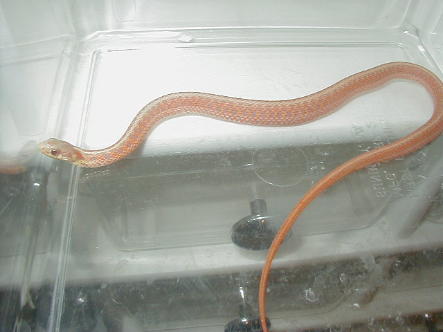 Eastern albino (erythristic) Carteret Cty dh x Myrtle Beach dh 3 male # 7 0