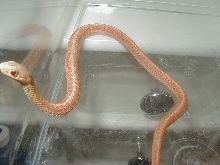 Eastern albino (erythristic) Carteret Cty dh x Myrtle Beach dh 4 male # 7 0
