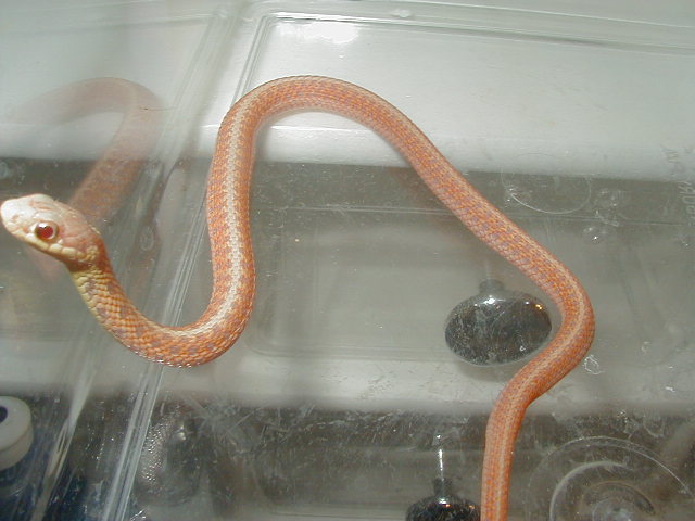 Eastern albino (erythristic) Carteret Cty dh x Myrtle Beach dh 4 male # 7 0