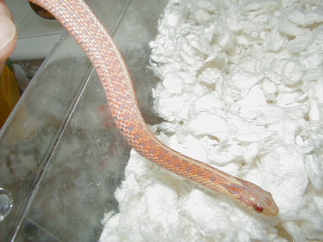 Eastern albino (erythristic) Carteret Cty dh x Myrtle Beach dh 5 male # 7 0