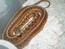 Eastern Flame Peck adult proven female