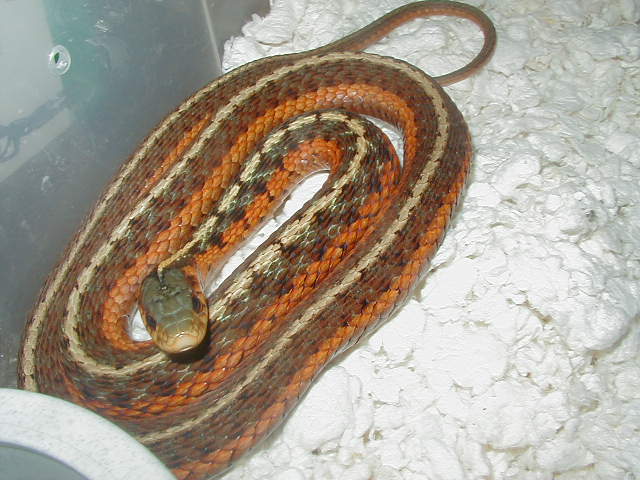 Eastern Flame Peck adult proven female