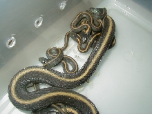 Santa Cruz adult female w/ babies