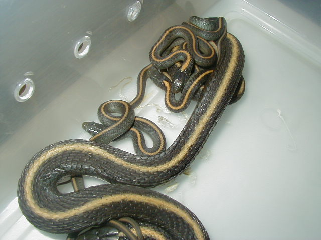Santa Cruz adult female w/ babies