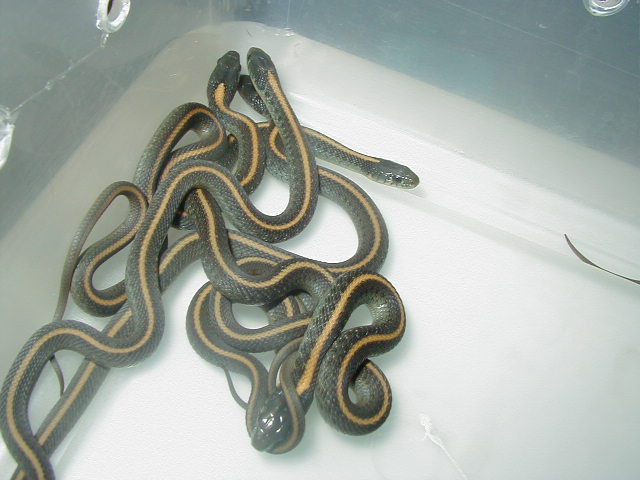 Santa Cruz adult female w/ babies 2