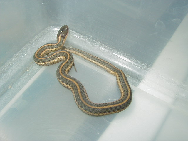 Santa Cruz 3 striped baby CB 09 08 26 2009