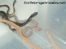 Snow, albino, melanistic and possible het eastern garter