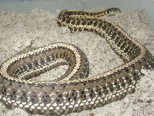 Gravid Double het anerythristic x red plains