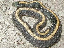 Gravid  Santa Cruz