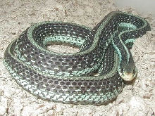 Gravid Florida blue striped (similis)