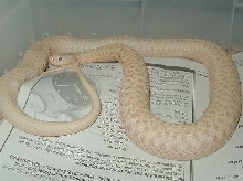 Gravid albino wandering