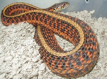 Gravid double het red x albino plains