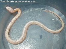 04 Albino red sided