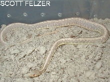 Subadult caramel albino eastern