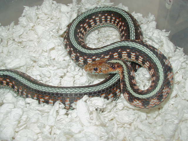 California Red Sided Hypo adult female