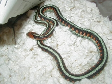 California Red Sided adult male