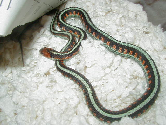 California Red Sided adult male