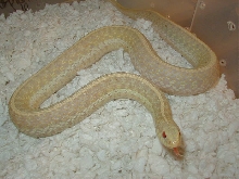 04 26 2008 11 Eastern albino Florida strain adult female