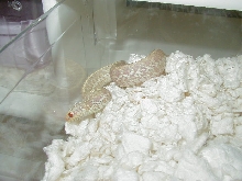 04 26 2008 12 Eastern albino Florida strain adult male