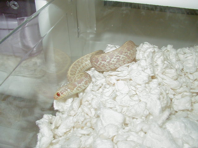 04 26 2008 12 Eastern albino Florida strain adult male