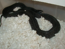 Eastern anerythristic adult female