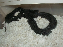 04 26 2008 22 Eastern anerythristic adult female