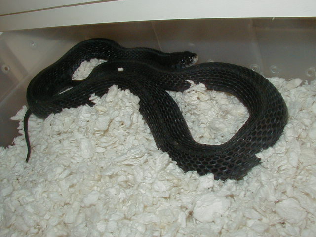 04 26 2008 22 Eastern anerythristic adult female