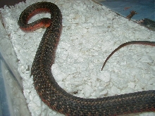 Eastern Double het albino x flame adult female gravid